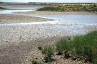 bankou�̃u���O-�j����̊���