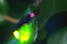 bankouのブログ-ホタル