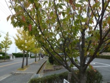 bankou�̃u���O-�U���o������